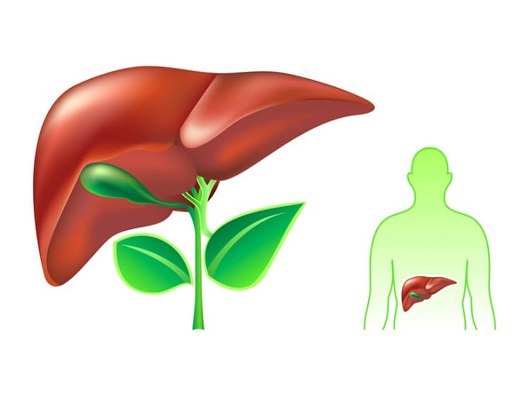 Healthy human liver concept illustration