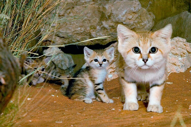 Arabian Sand cat (Felis margarita harrisoni)