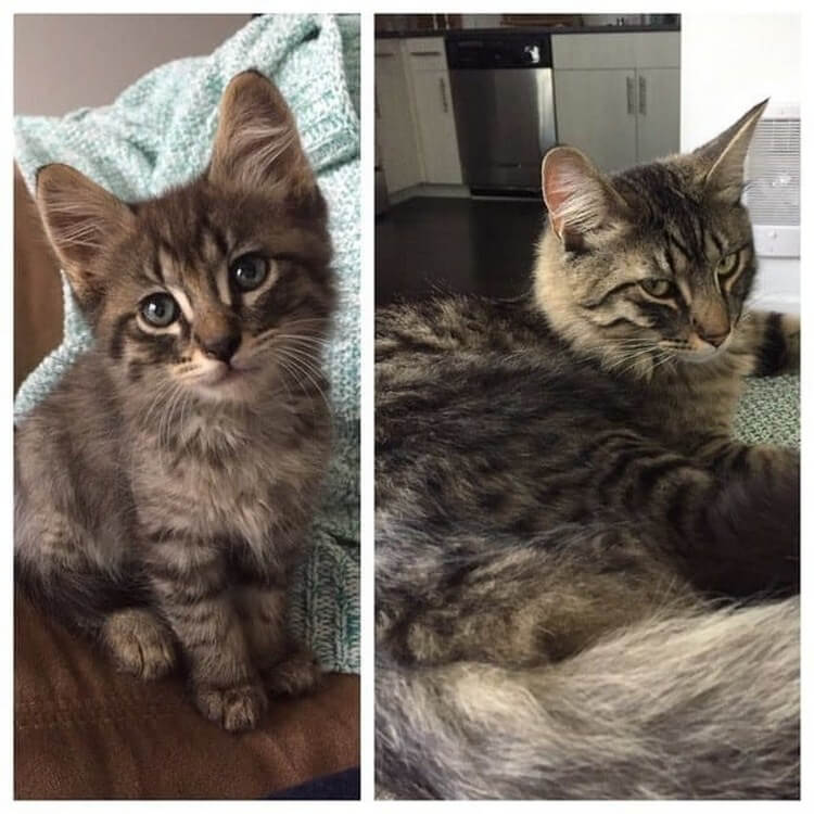 Как вырастают котята. Котенок вырос. Котята до и после. Котята до и после взросления. Обычная кошка.
