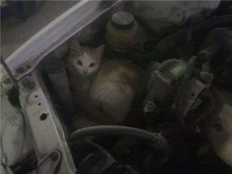 Кошка под капот. Котенок под капотом машины. Котики греются под капотом. Коты греются под машинами. Кот в моторе.
