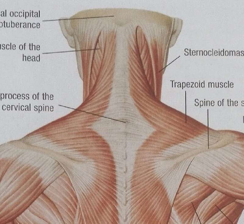 Болят затылочные мышцы. Участок рядом с задней шеей.. Spine muscles.