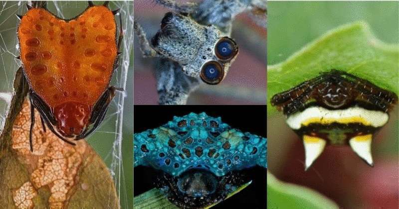 15 самых странных пауков мира - Лист Клевера