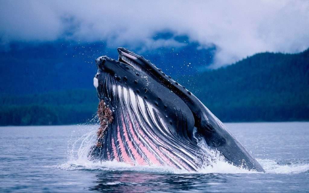 ballenas animales marinos carbono