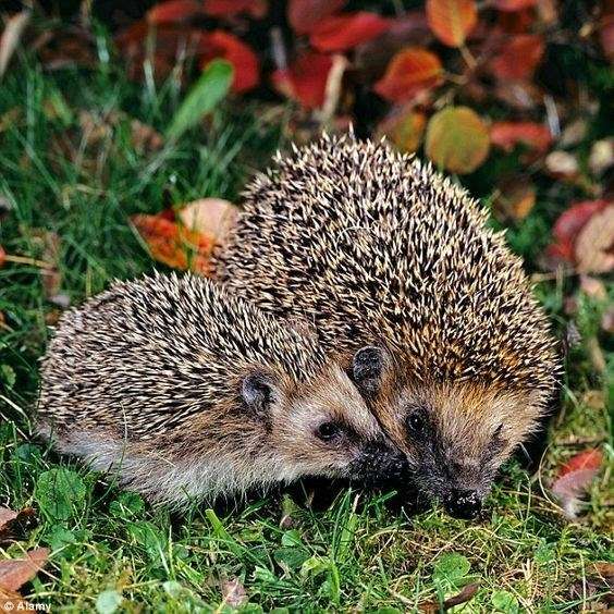 Hedgehog - © Alamy