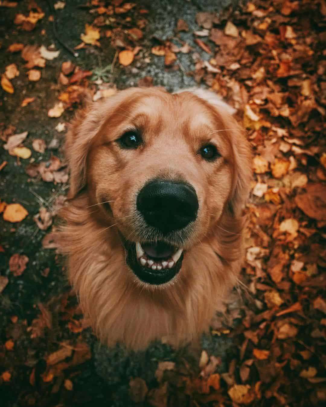 Jaxson The Golden Shares His Cutest Poses On Instagram