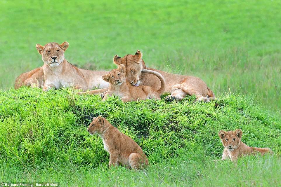  Since the 1960s, the world population of lions has dropped by a staggering 70 per cent owing to range of factors