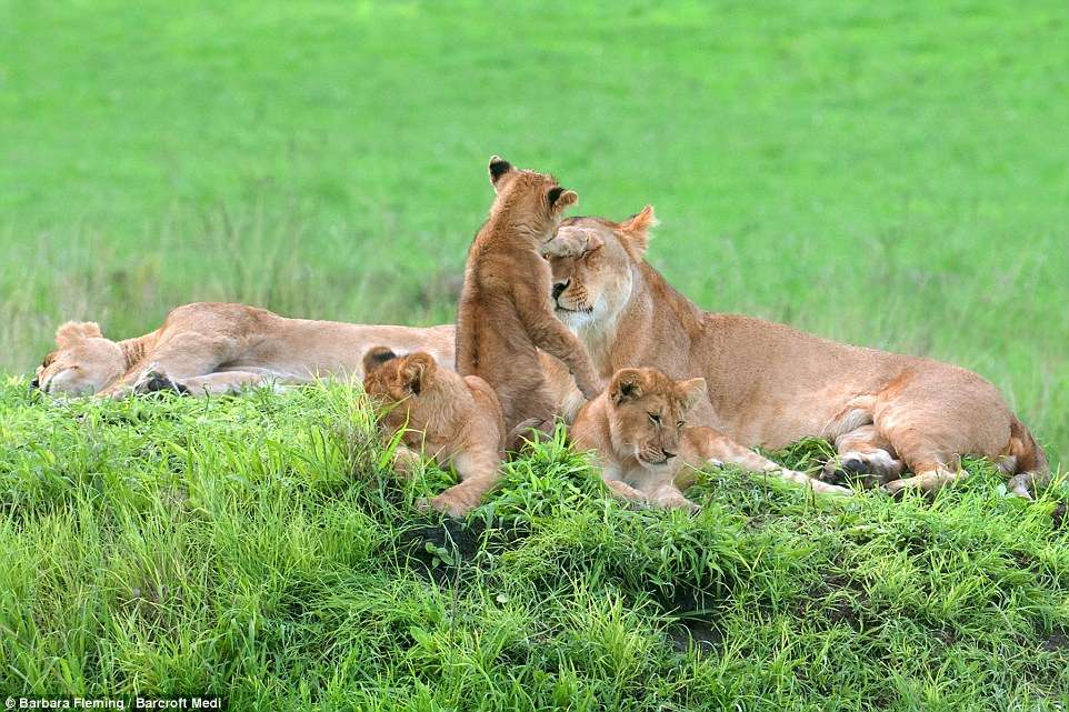 The huge fall in lion numbers worldwide is blamed largely on habitat loss and encroachment by humans in the wild