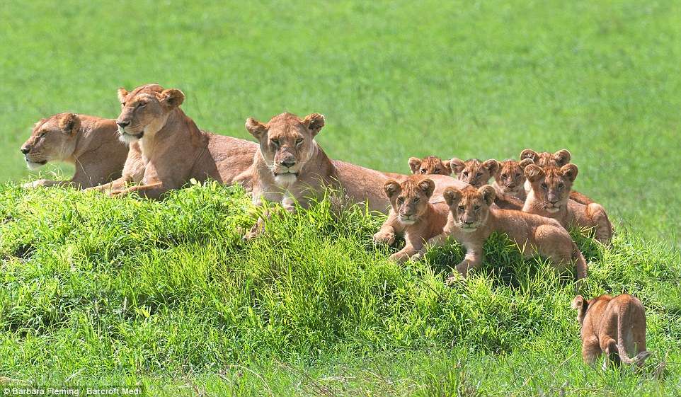 Lazing around: The spectacular images were taken in the Serengeti Loliondo Conservation in Tanzania this month