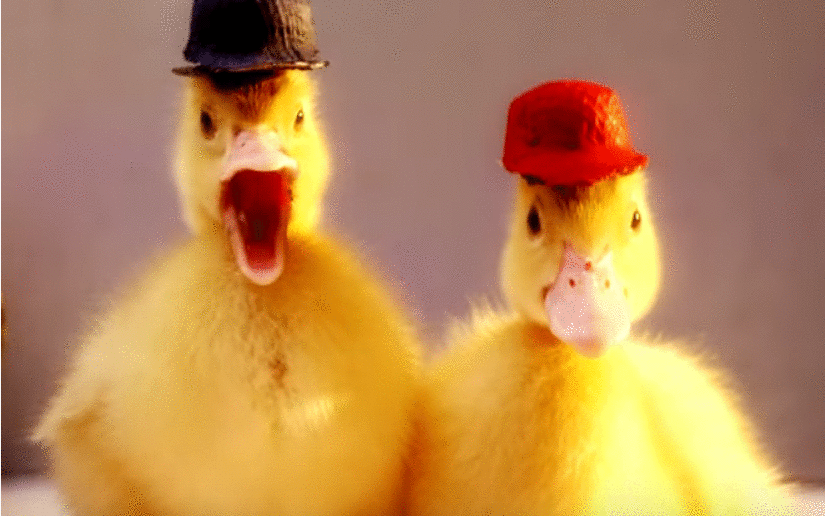 Don t duck with me