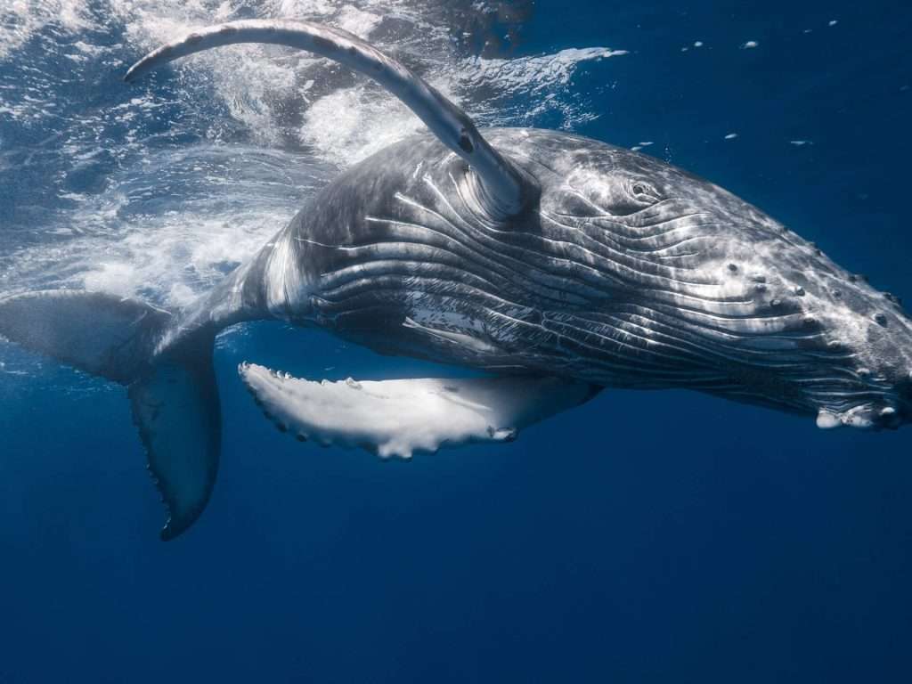 ballena oceano animales marinos