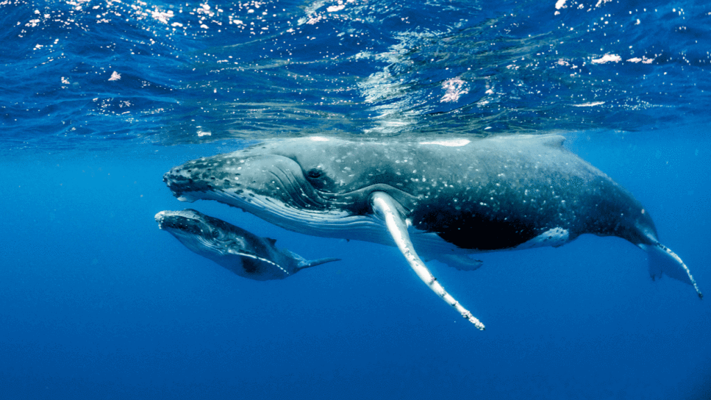 ballenas oceano mar