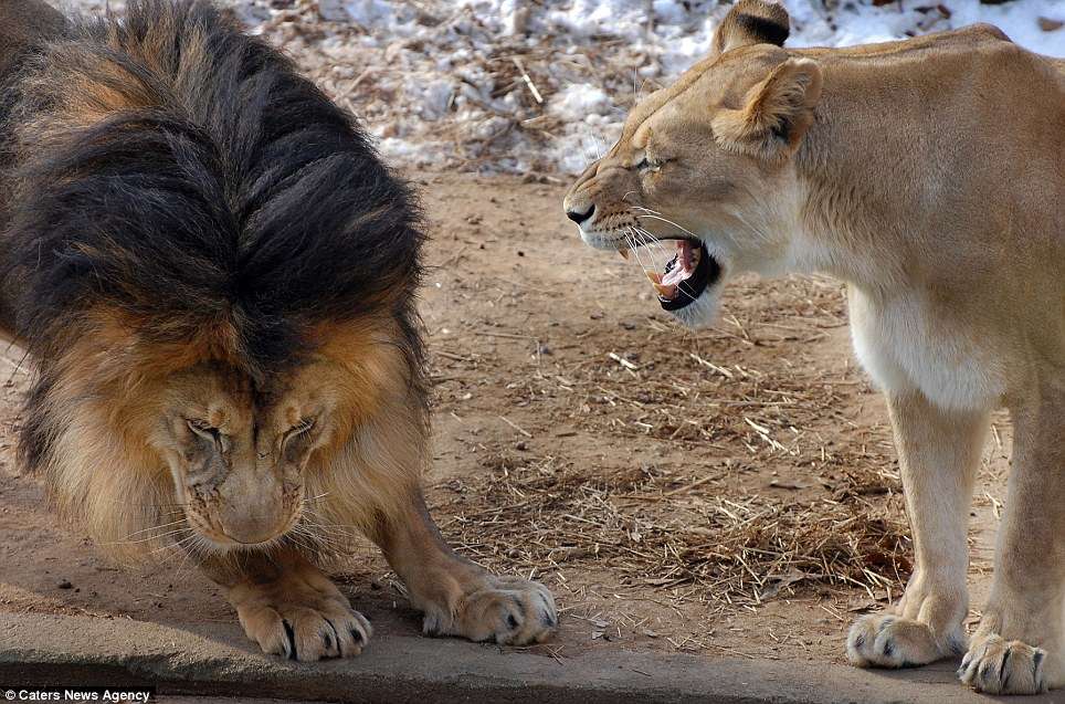 Да, дорогой: самец льва трусит, когда львица дает ему понять, что она думает о его драке в Национальном зоопарке в Вашингтоне