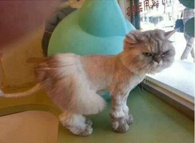 17 Pets That Look Really Bad After a Visit to the Groomer. You Won’t Stop Laughing!
