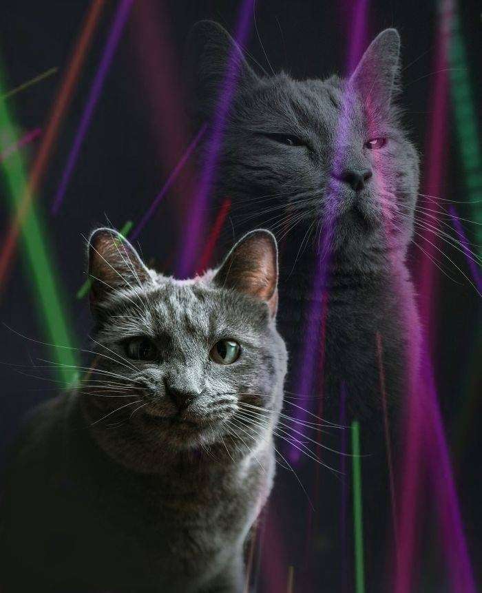 Cat portrait with cheesy laser beams and double exposure for moods