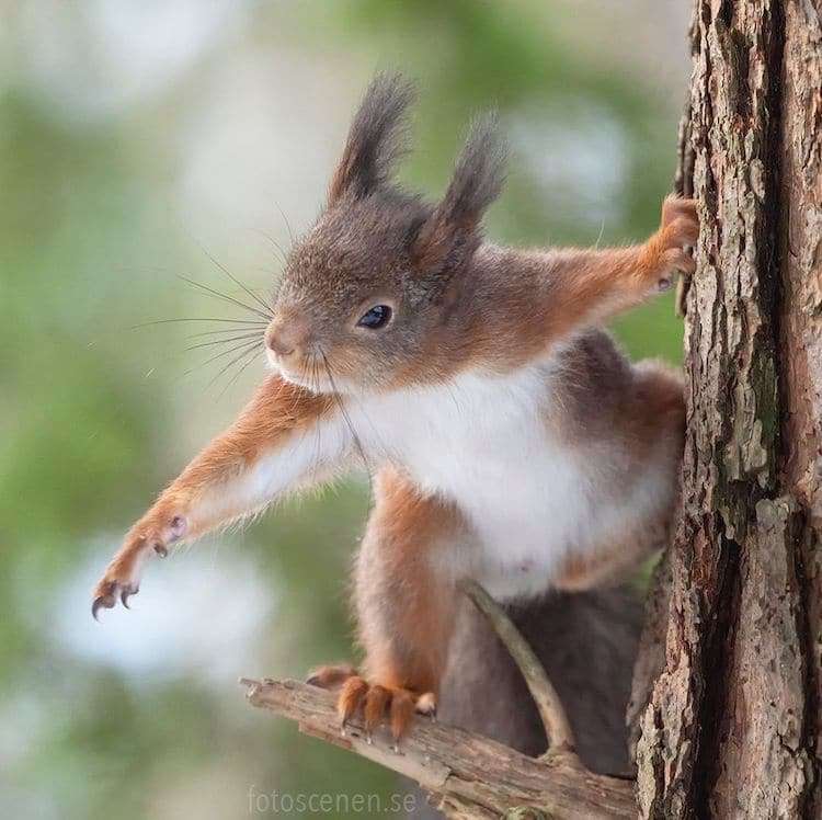 Squirrel Photos by Johnny Kääpä