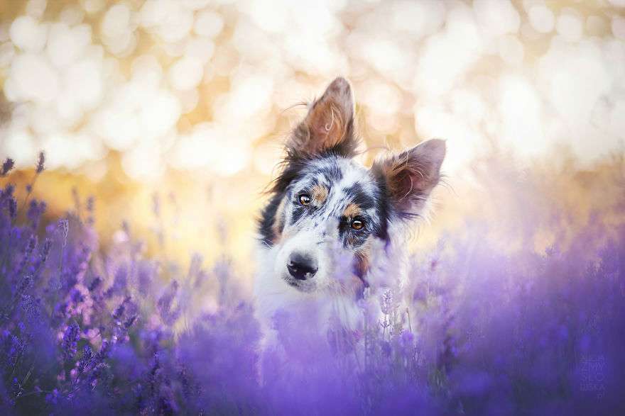 dogs-lavender-garden009