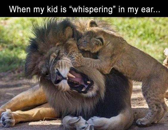 Lion meme about when kid is whispering in your ear really loud