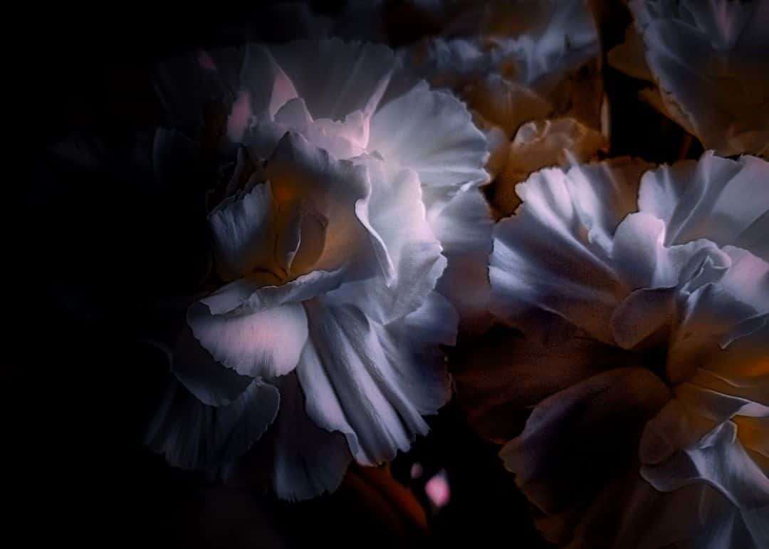 Ethereal And Emotionally Evoking Macro Photography by Shayna Robertson