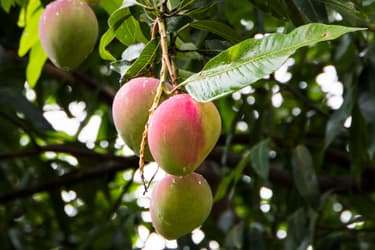1800ss_getty_rf_mangoes.jpg?resize=375px:250px&output-quality=50