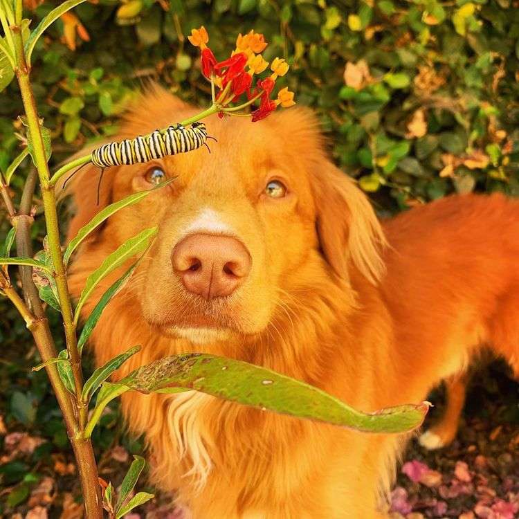 Milo the Dog Loves Butterflies
