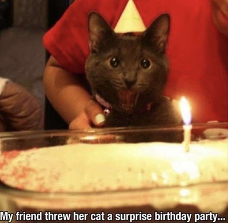 Candle - My friend threw her cat a surprise birthday party...