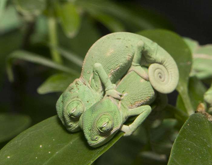 baby-chameleon014