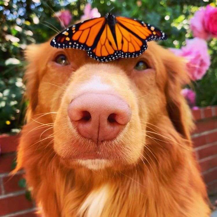 Milo the Dog Loves Butterflies