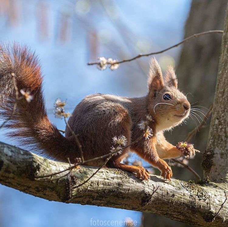 Squirrel Photos by Johnny Kääpä