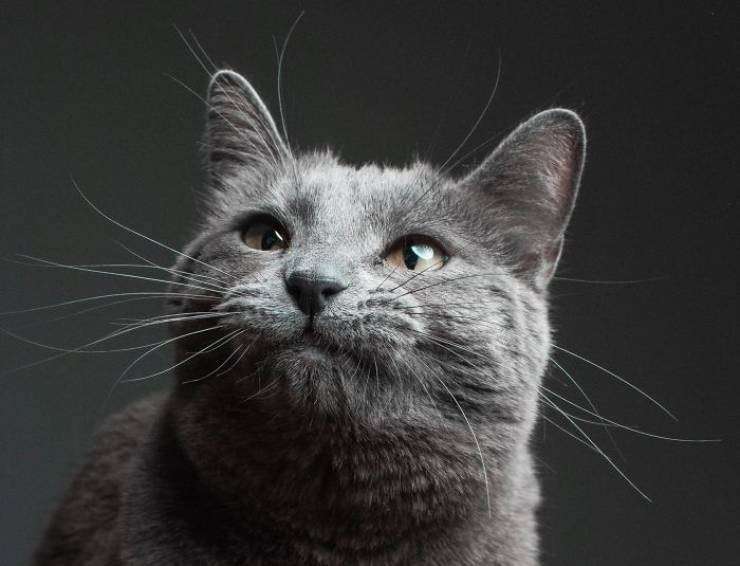 Cat portrait with gumption face