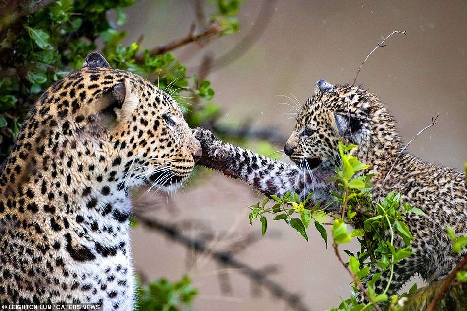 Wildlife photographer Leighton Lum captured the heartwarming interaction between the mother leopard and her cub after it woke her up from their nap