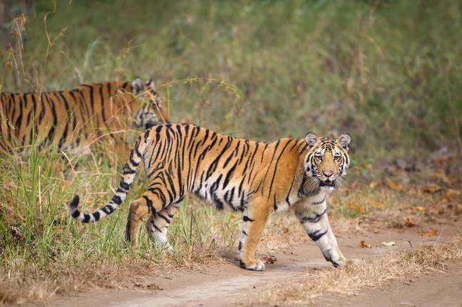 Tigress Walking With Her Cubs