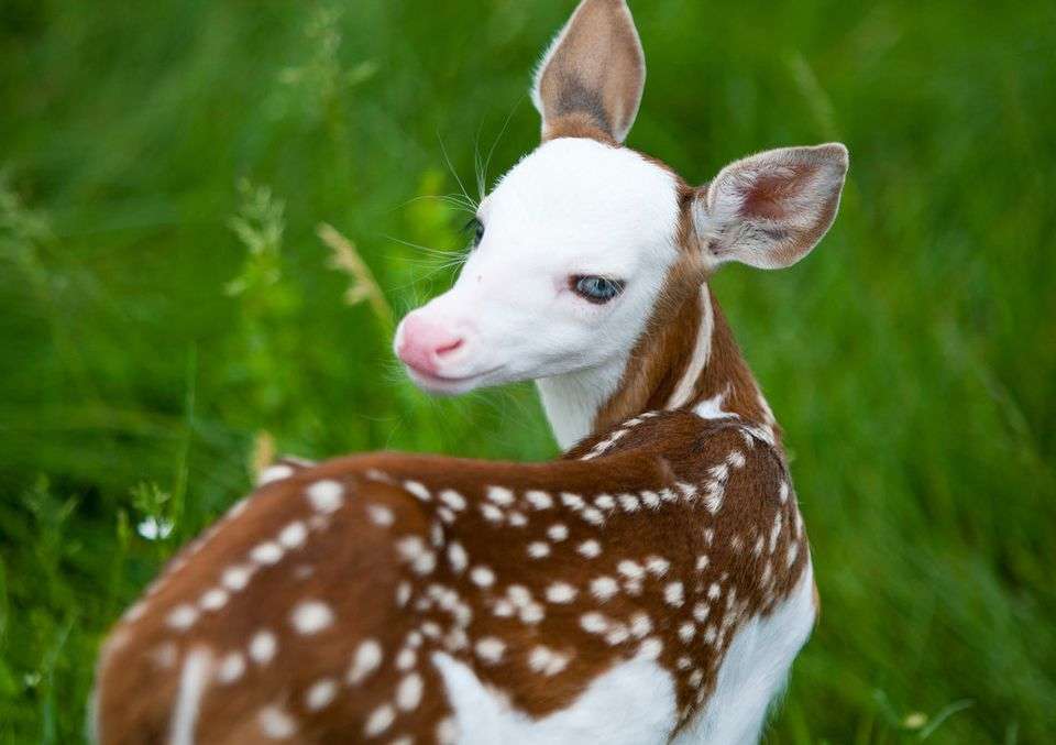 Baby Deer Becomes A Star looking back