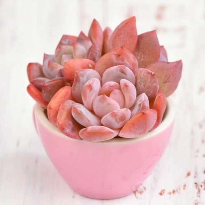 Pink Succulents Look like Cheeks Powdered Pink. A Great Gift for Princesses of All Ages!