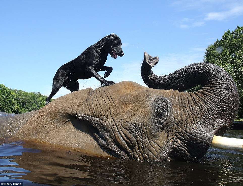 Bella and Bubbles enjoy a game of catch in the water reserve at Myrtle Beach Safari