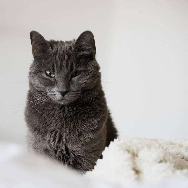 Cat portrait on white fluff with serious expression