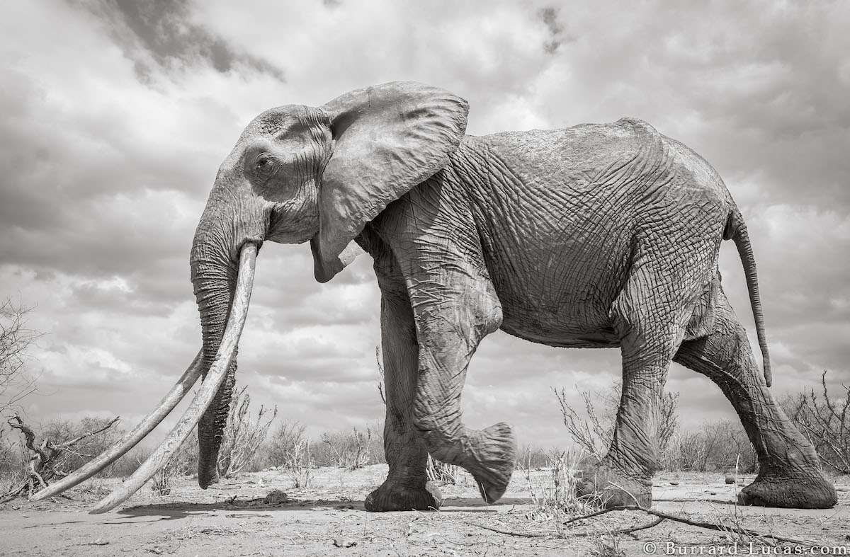 Photo of a Big Elephant by Will Burrard-Lucas