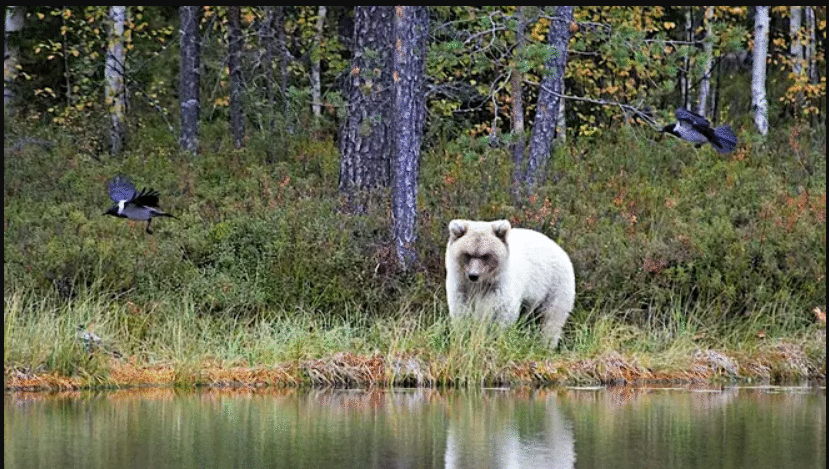 White Bear looking itself in water