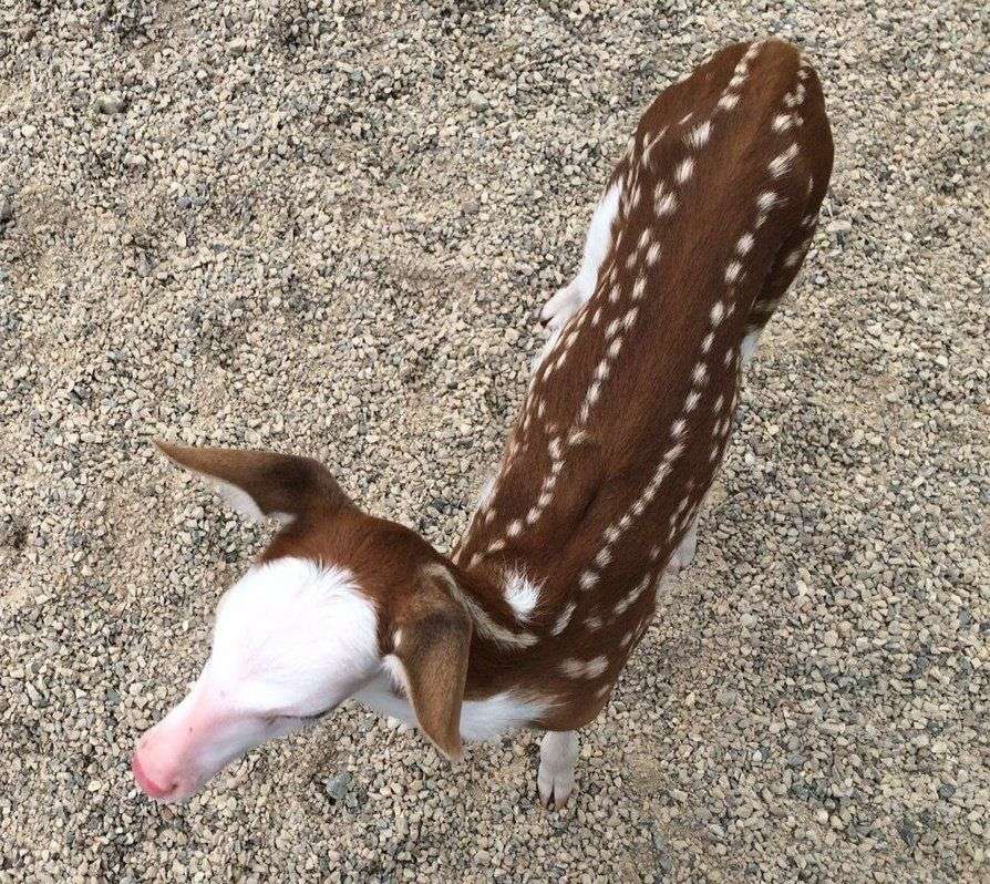 Baby Deer Becomes A Star looking straight