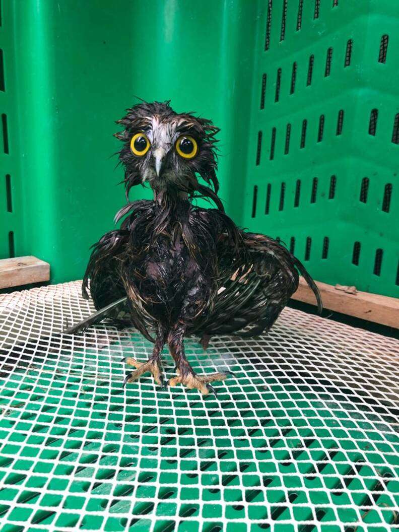 This Little Rescue Owl Needed A Bath, And The Photos Are Adorable - The Dodo