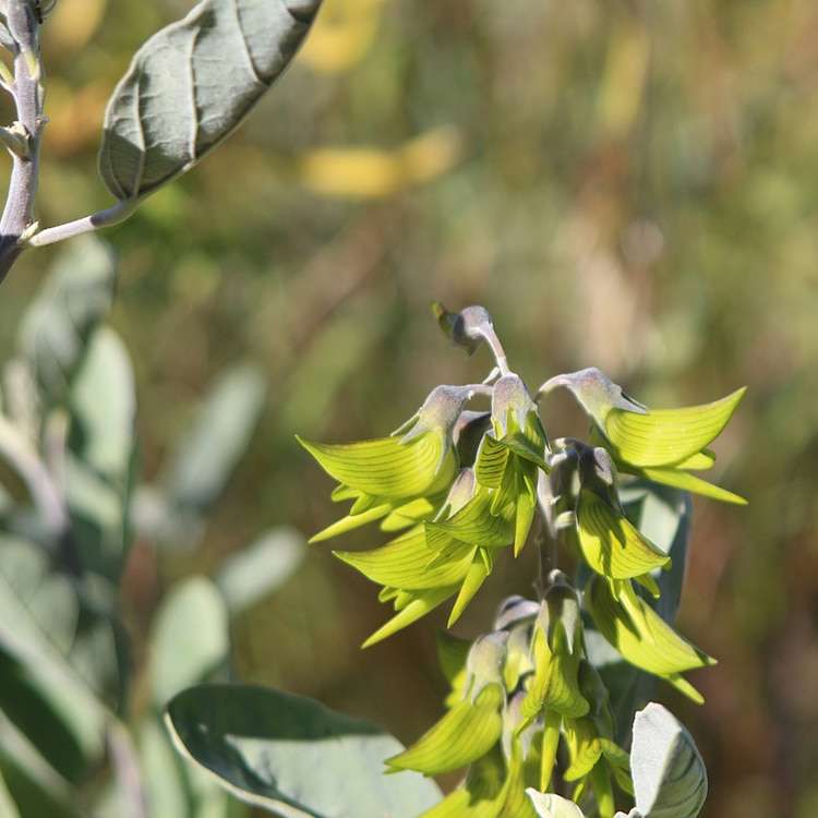 Crotalaria cunninghamii  - Flower Like Hummingbirds
