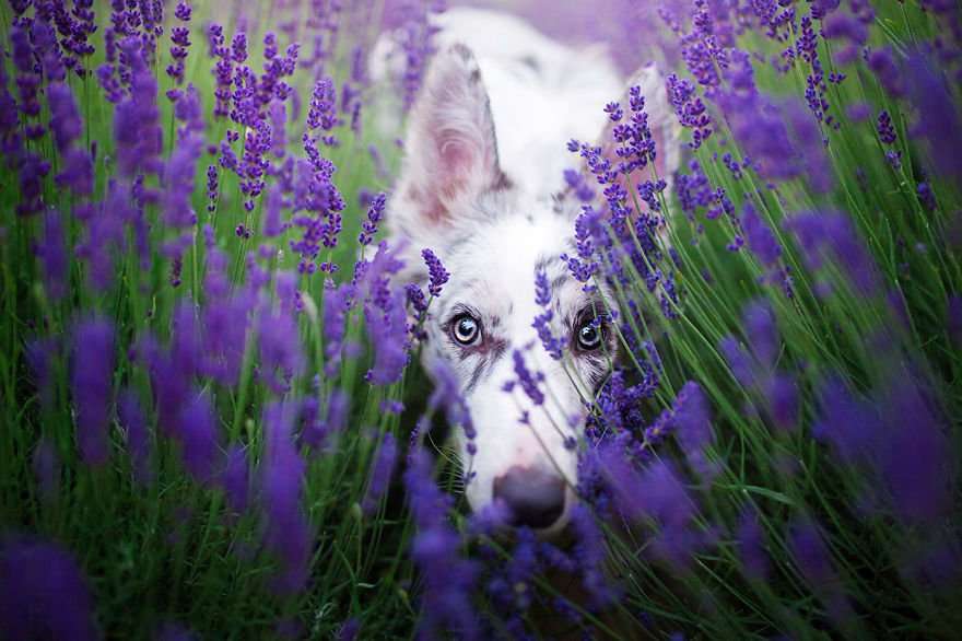 dogs-lavender-garden001