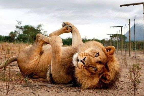 cute lion rolling onto his back and playing with his paws like a house cat