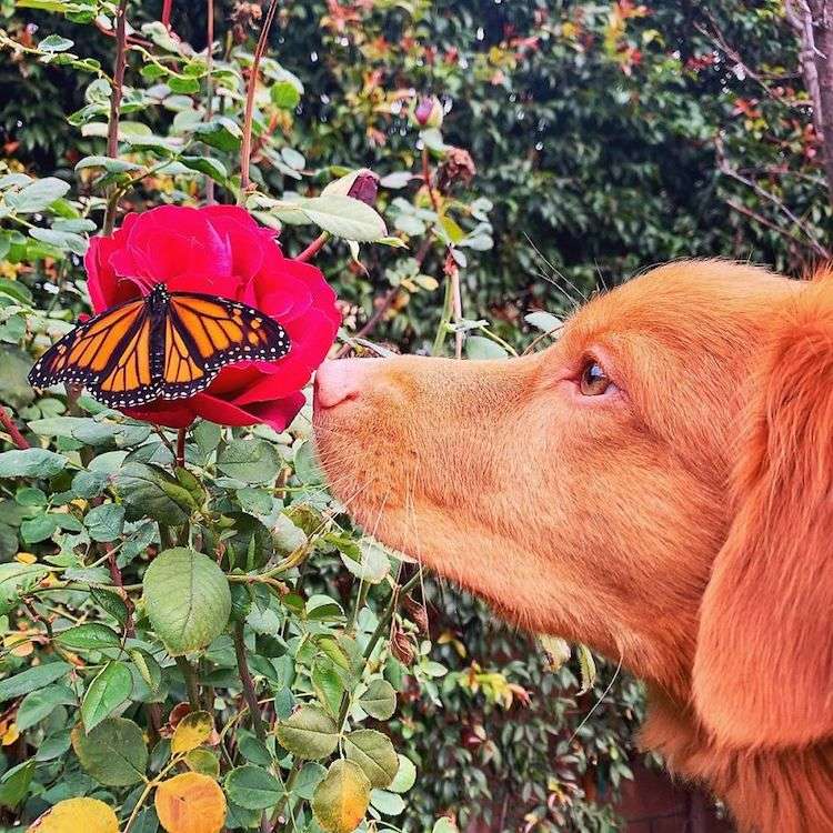 Duck Tolling Retriever Milo Loves Butterflies