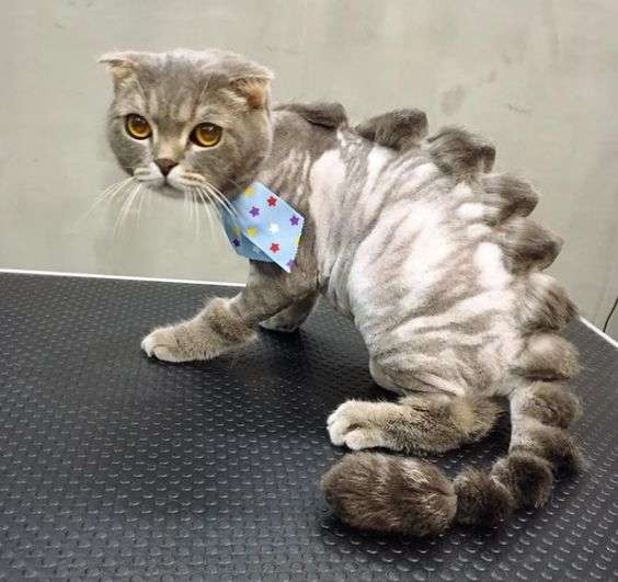 17 Pets That Look Really Bad After a Visit to the Groomer. You Won’t Stop Laughing!