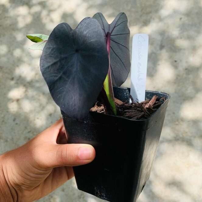 Colocasia Esculenta ‘Black Magic’ – an Exotic Plant With Edible Bulbs