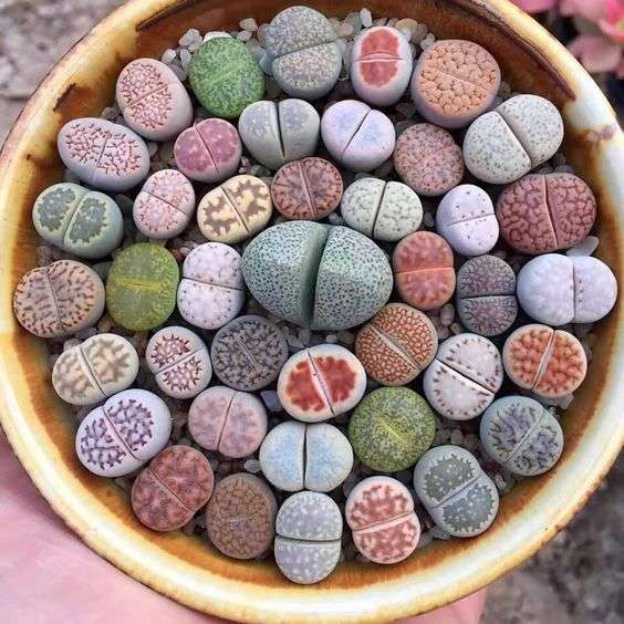 Decorative Stones from Another Galaxy? Succulents That Are Simply Beautiful!