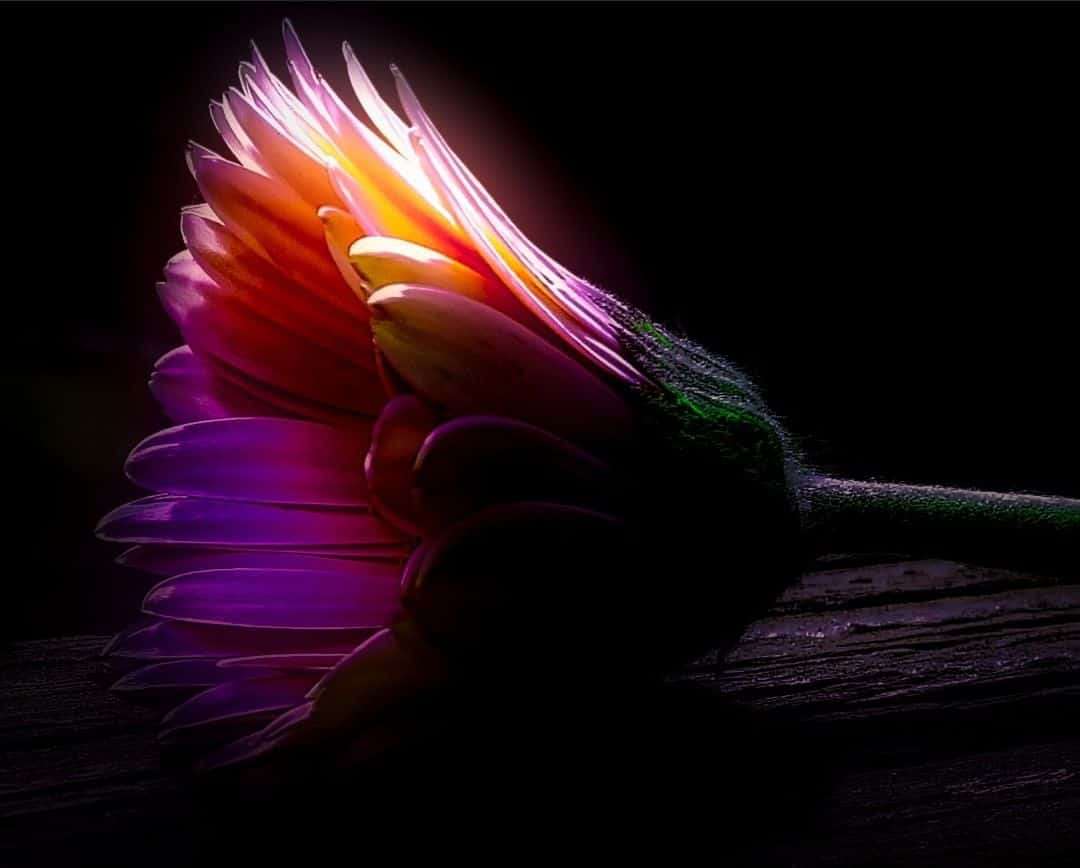Ethereal And Emotionally Evoking Macro Photography by Shayna Robertson