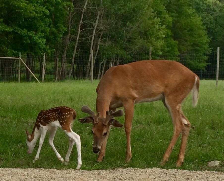 Baby Deer Becomes A Star grazing