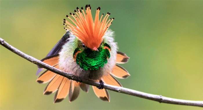 Rufous-crested Coquette. | THE OLD GUV LEGENDS