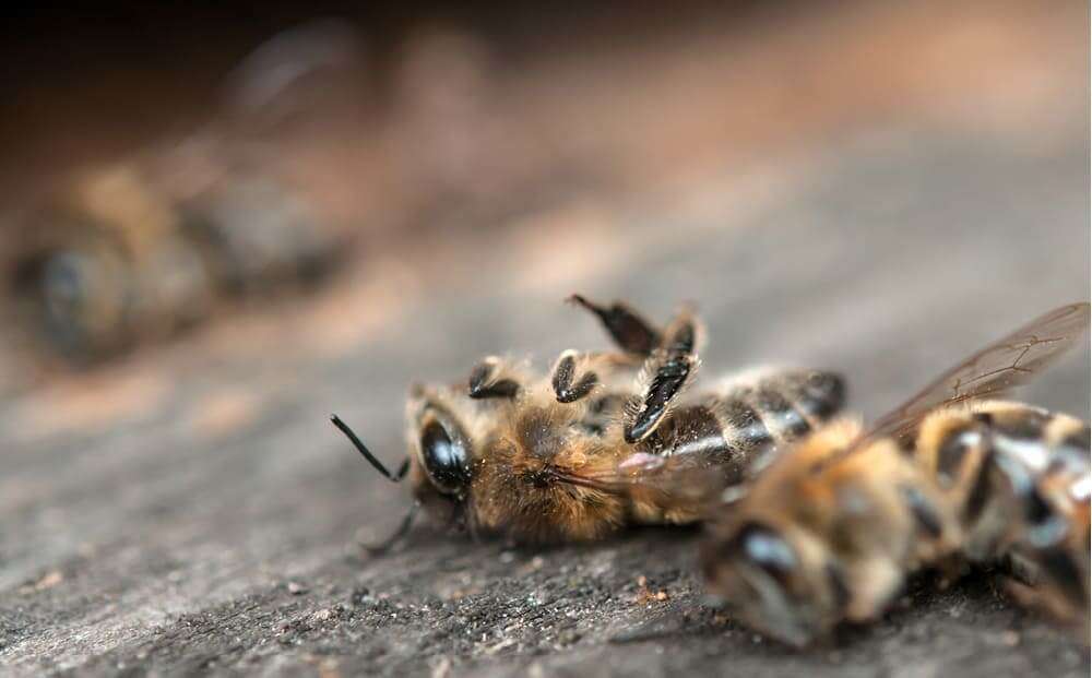 abejas cansancio